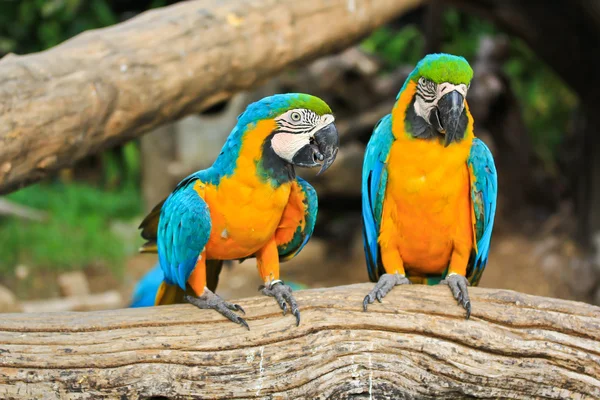 Красива барвиста амазон — стокове фото