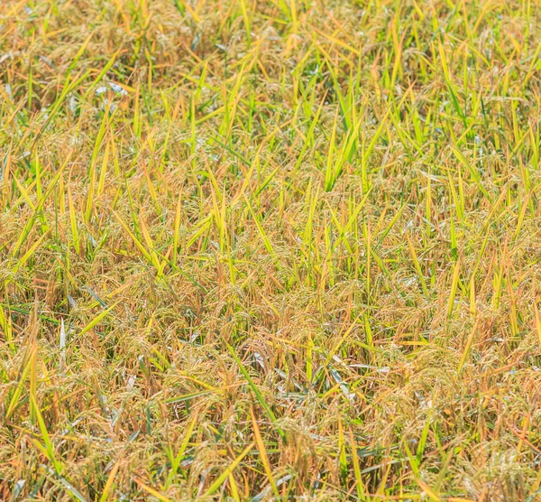 Rice Field in Myanmar — Stock Photo, Image