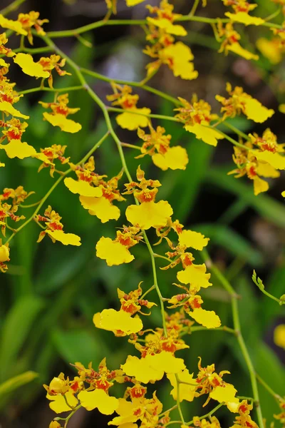 Hermosas flores de orquídea — Foto de Stock
