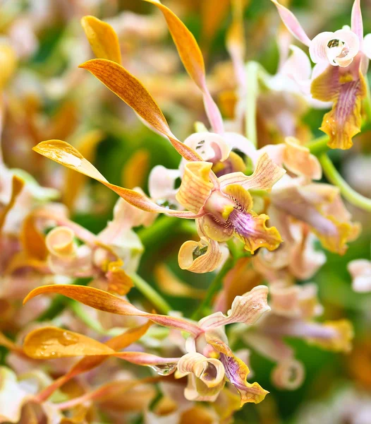 Vackra orkidé blommor — Stockfoto