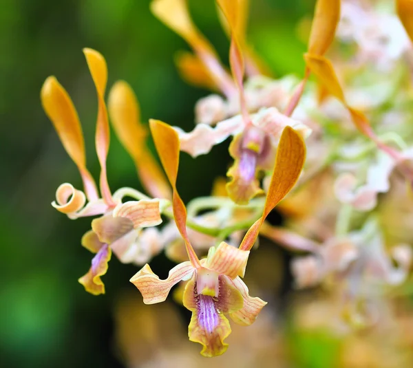 Vackra orkidé blommor — Stockfoto