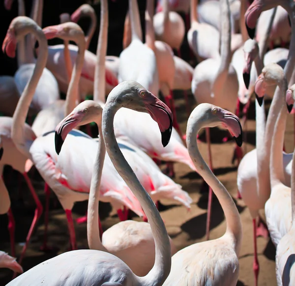 Lindos Flamingos no Zoológico — Fotografia de Stock