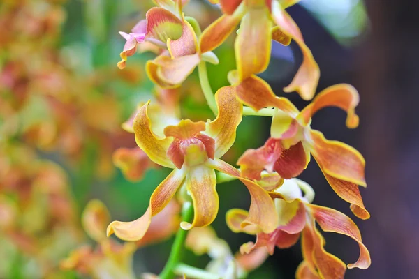 Vackra orkidé blommor — Stockfoto