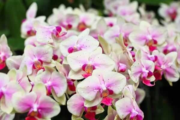 Vackra orkidé blommor — Stockfoto