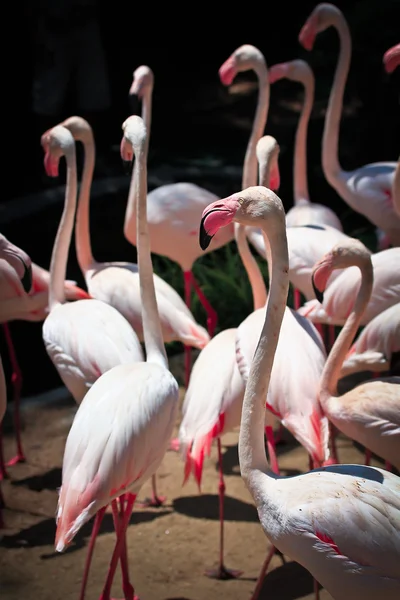 Schöne Flamingos im Zoo — Stockfoto