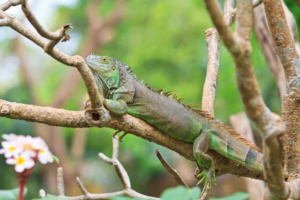 Wilde groene leguaan — Stockfoto