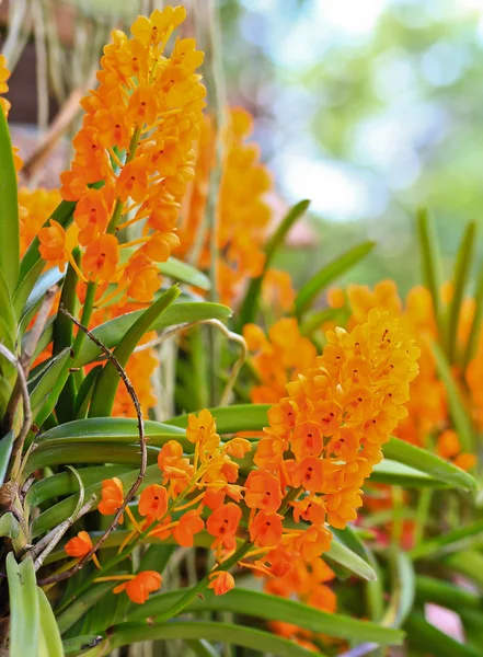 Belles fleurs d'orchidée — Photo