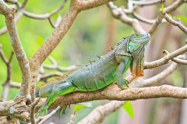 Wilde groene leguaan — Stockfoto