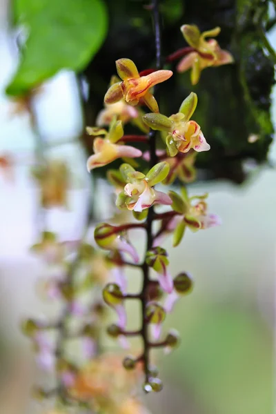 Vackra orkidé blommor — Stockfoto