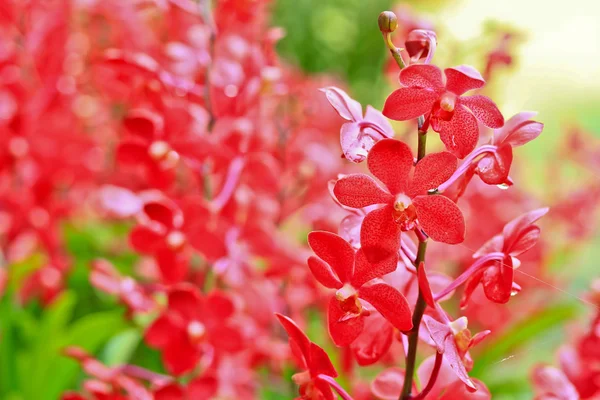 Vackra orkidé blommor — Stockfoto