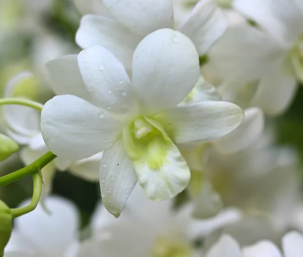 Vackra orkidé blommor — Stockfoto