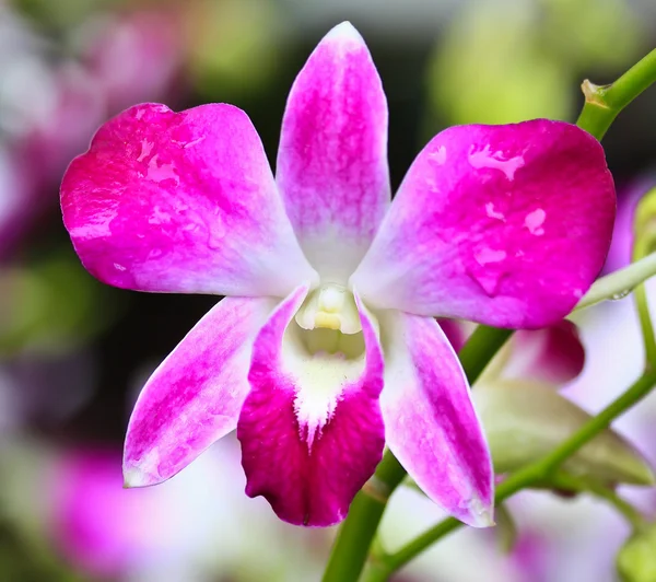 Hermosa flor de orquídea — Foto de Stock