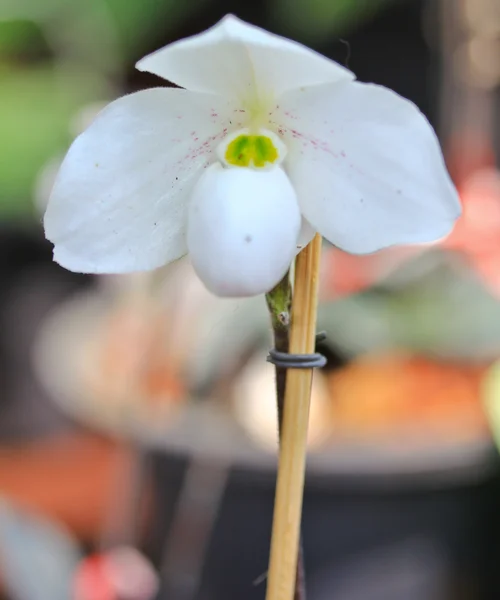 Mooie orchideebloem — Stockfoto