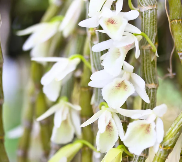 Belles fleurs d'orchidée — Photo