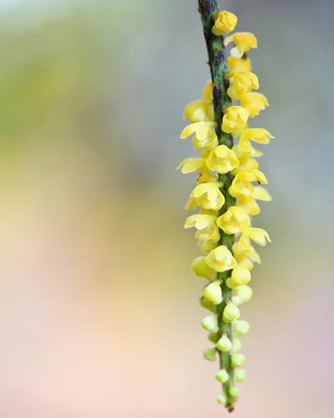 Beautiful Orchid flowers — Stock Photo, Image