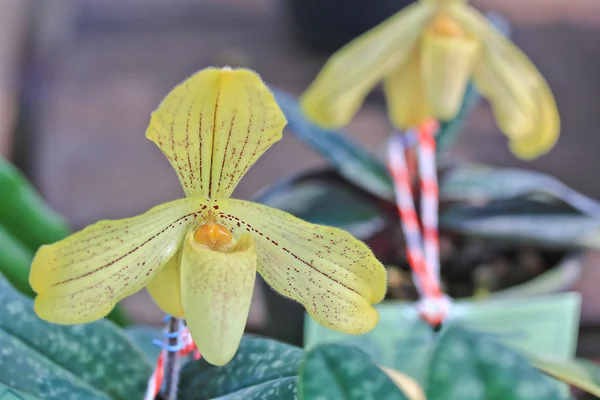 Güzel orkide çiçek — Stok fotoğraf