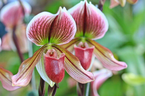 Красивые цветы орхидеи
