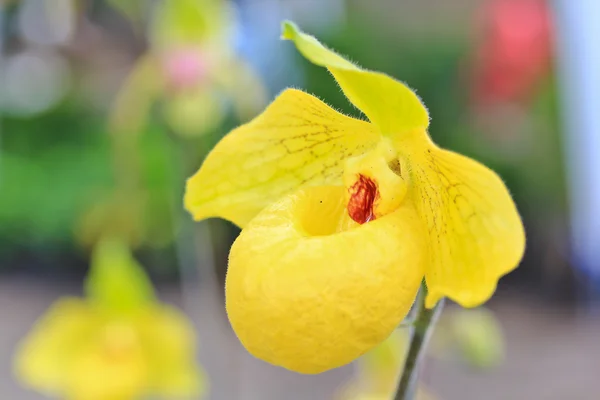 Bellissimo fiore di orchidea — Foto Stock