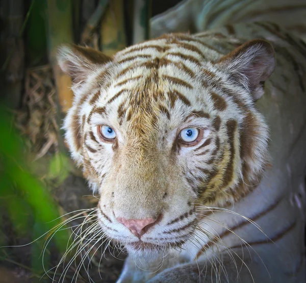 Belo tigre selvagem — Fotografia de Stock