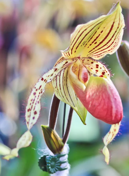 Mooie orchideebloem — Stockfoto