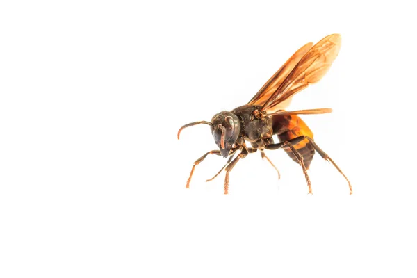 Tehlikeli büyük yaban arısı — Stok fotoğraf