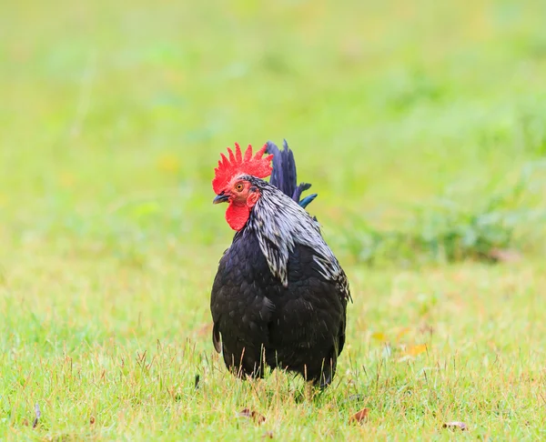 Chicken bantam on grass — Stock Photo, Image