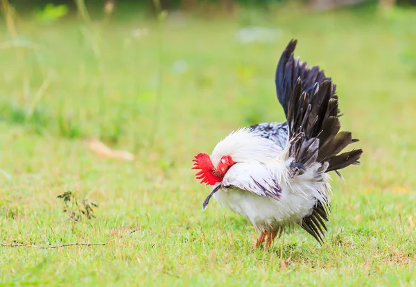잔디에 당 닭 닭 — 스톡 사진