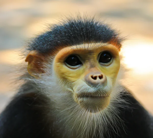 Pygathrix nemaeus monkey — Stock Photo, Image