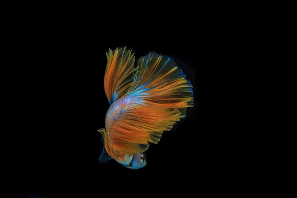 Bellissimo pesce combattente — Foto Stock