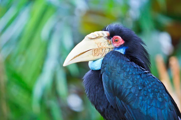 Schöner großer Hornvogel — Stockfoto