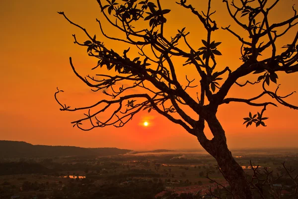 Toter trockener Baum bei Sonnenuntergang — Stockfoto