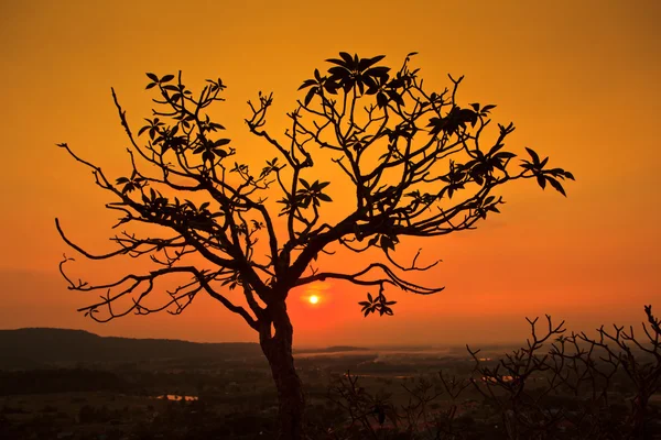 Mrtvý suchý strom při západu slunce — Stock fotografie