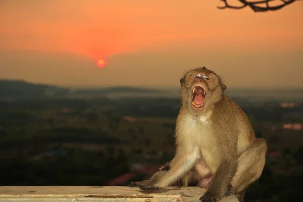 Roztomilý opice proti západu slunce obloha — Stock fotografie