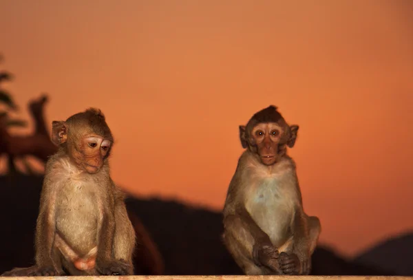 Lindos monos contra el cielo del atardecer — Foto de Stock