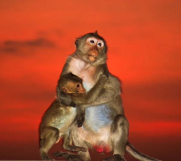 可爱的猴子反抗的夕阳的天空 — 图库照片