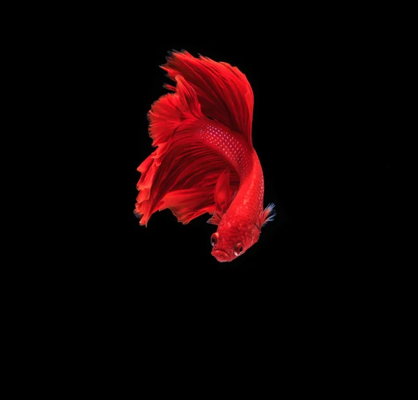 Siamese fighting fish — Stock Photo, Image