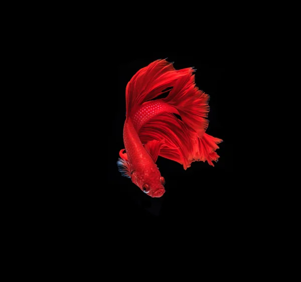 Siamese fighting fish — Stock Photo, Image