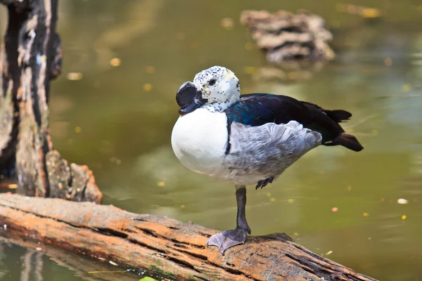 Comb duck sarkidiornis melanotos — Stock Photo, Image