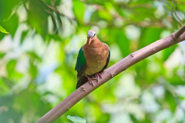 Paloma esmeralda pájaro — Foto de Stock