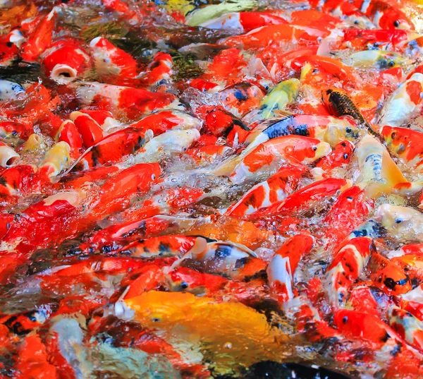 Koivissen in het water — Stockfoto