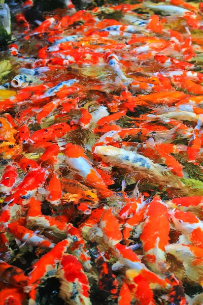 Poissons koï dans l'eau — Photo