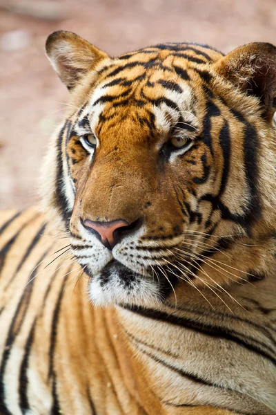 美しい野生のトラ — ストック写真