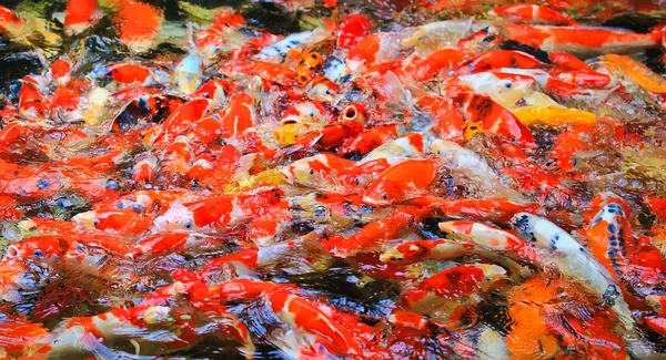 Peces koi en el agua —  Fotos de Stock