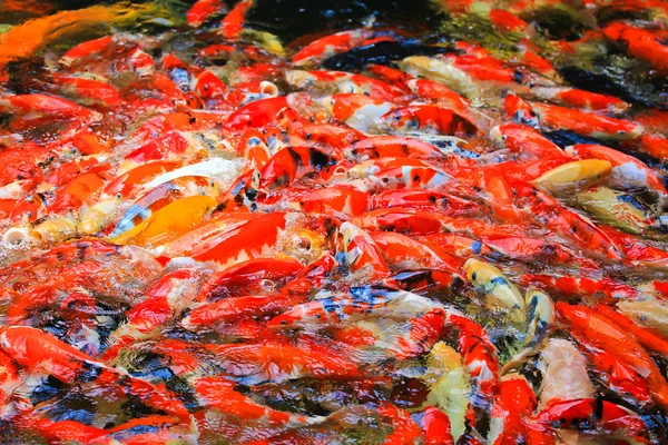 Peces koi en el agua —  Fotos de Stock