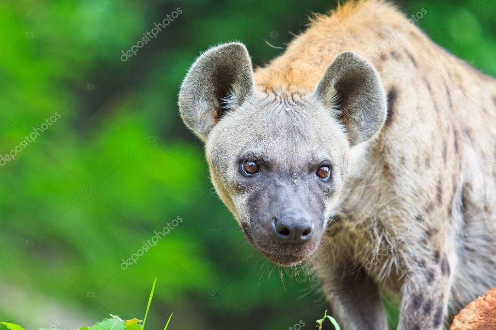 Hyena Stock Photos, Royalty Free Hyena Images | Depositphotos Hyena Stock Photos, Royalty Free Hyena Images | Depositphotos