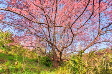 Sakura veya kiraz çiçeği