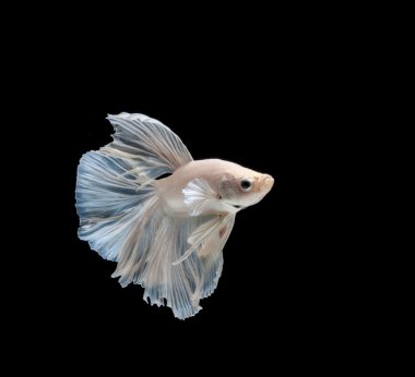 Siyam mücadele balık