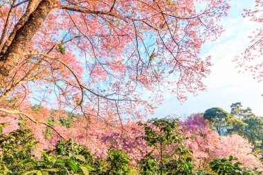 manzara kiraz çiçeği  