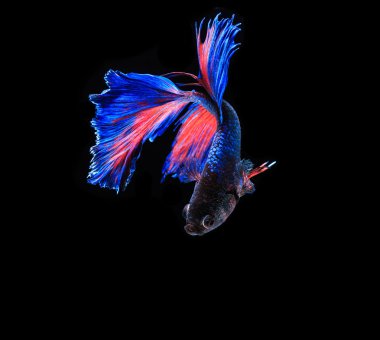 Siyam mücadele balık