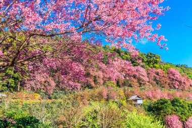 manzara kiraz çiçeği  
